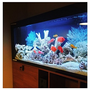Какой выбрать аквариум?