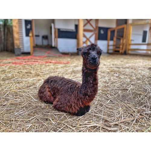 В «Альпака Парке» родился малыш альпака